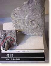 化石1